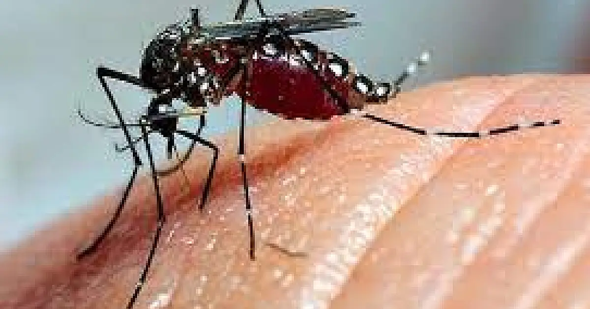 Brasil ultrapassa meio milhão de casos prováveis de dengue