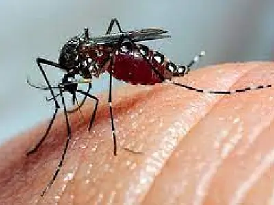 Brasil ultrapassa meio milhão de casos prováveis de dengue