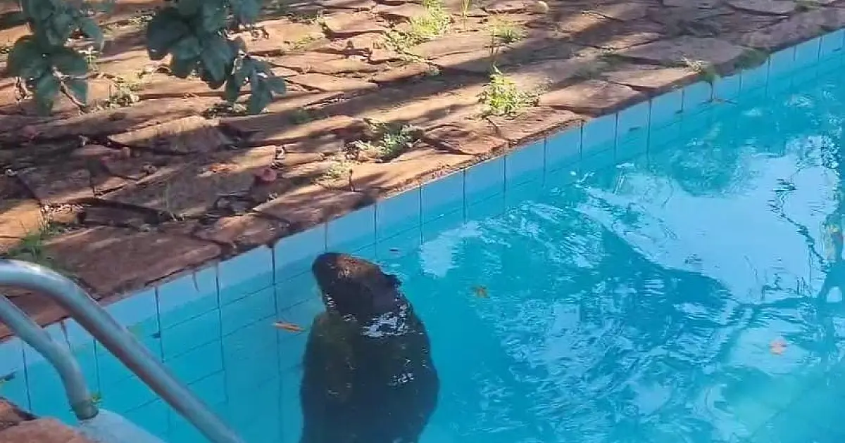 PMA de Campo Grande captura capivara dentro de piscina em residência na cidade