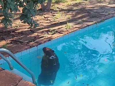 PMA de Campo Grande captura capivara dentro de piscina em residência na cidade