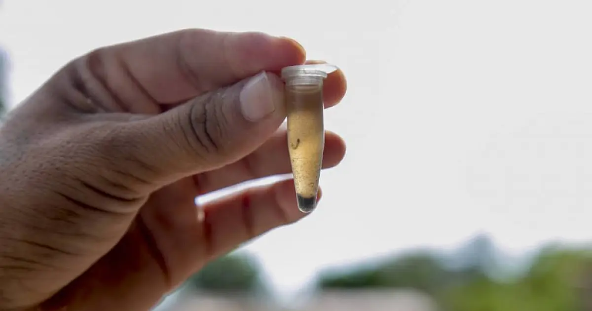 Casos de dengue tipo 3 são registrados em 15 municípios de MS