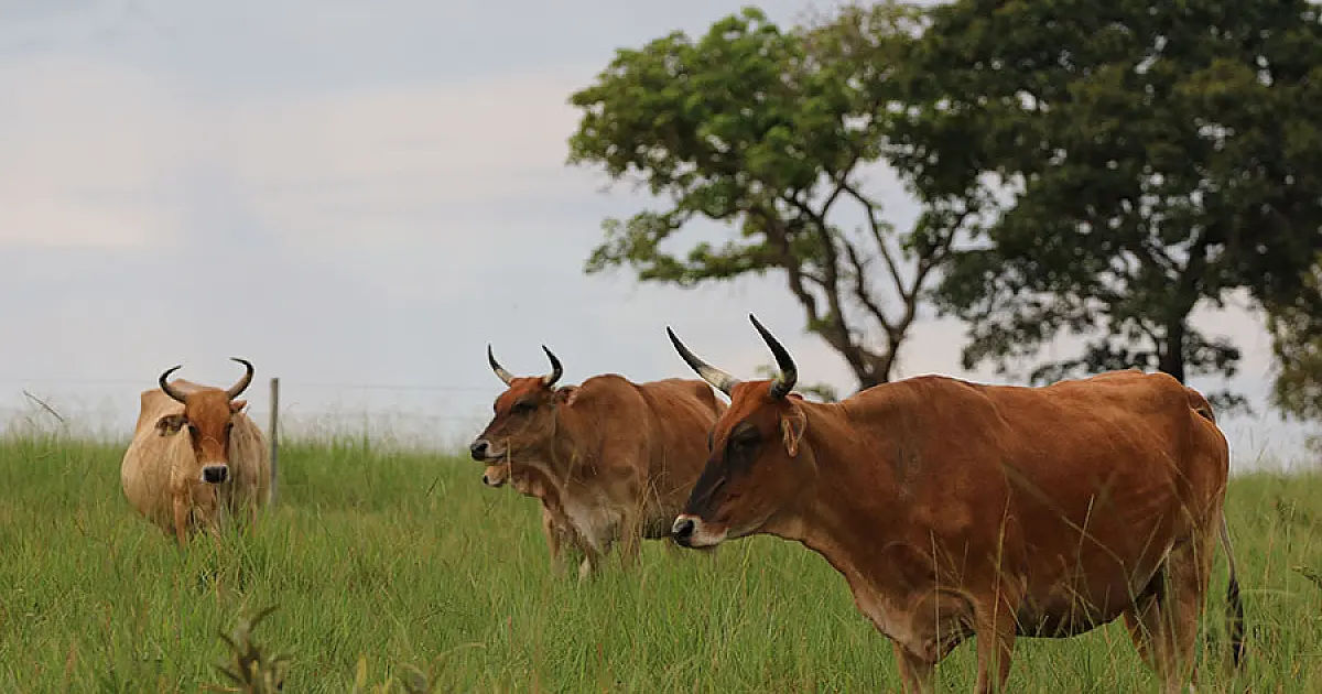Bovinos Pantaneiros do rebanho da Embrapa podem receber o status de raça no MAPA