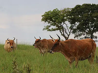 Bovinos Pantaneiros do rebanho da Embrapa podem receber o status de raça no MAPA