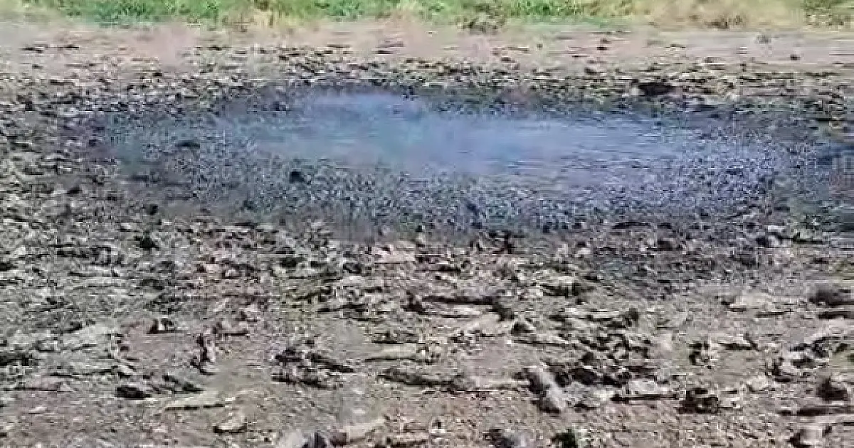 Falta de chuva seca baía e mata peixes em Porto Amolar