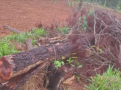 Assentado é multado em R$ 2.100 por exploração ilegal de vegetação nativa