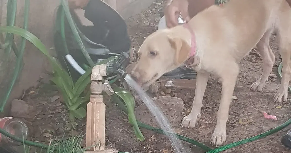Cadela resgata no Jardim dos Estados apresentava fraqueza e desidratação
