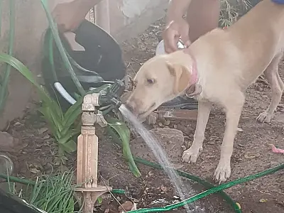 Cadela resgata no Jardim dos Estados apresentava fraqueza e desidratação