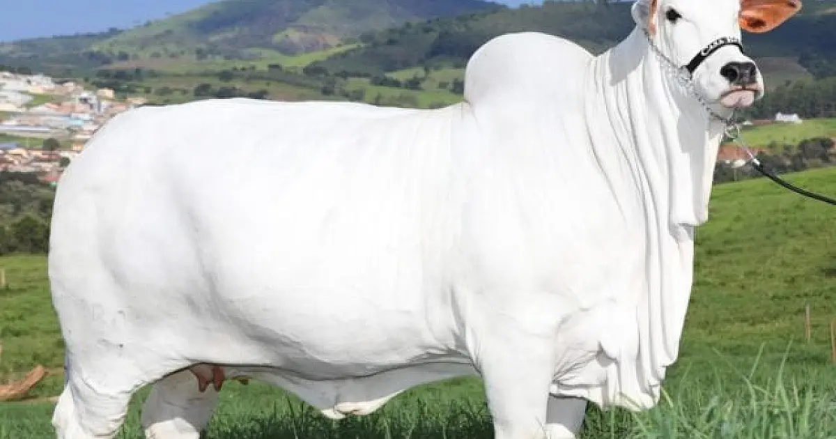 17 de julho: Dia Internacional do Nelore. Raça representa 80% do rebanho de corte brasileiro
