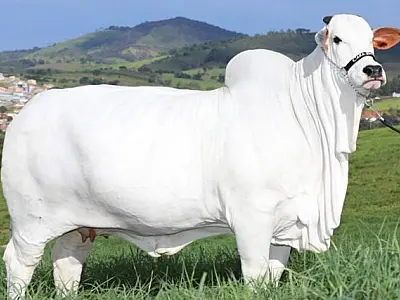17 de julho: Dia Internacional do Nelore. Raça representa 80% do rebanho de corte brasileiro