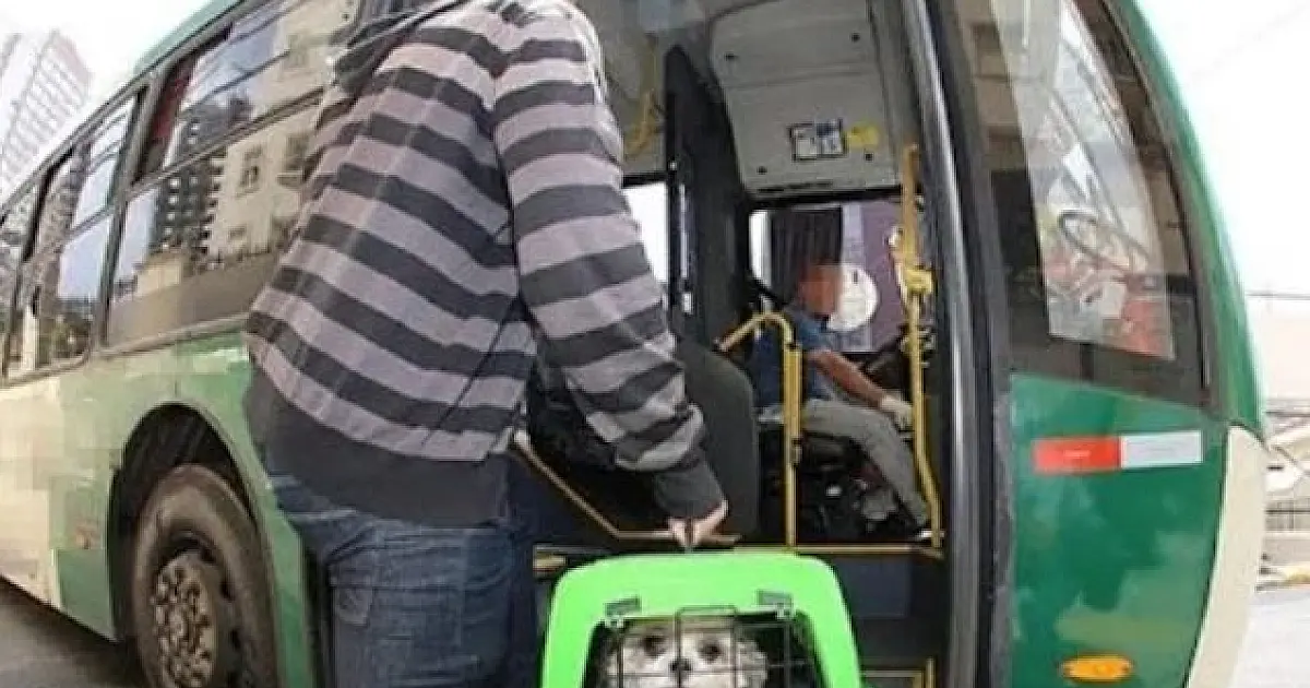 Agência de Regulação orienta sobre transporte de pets em ônibus intermunicipal