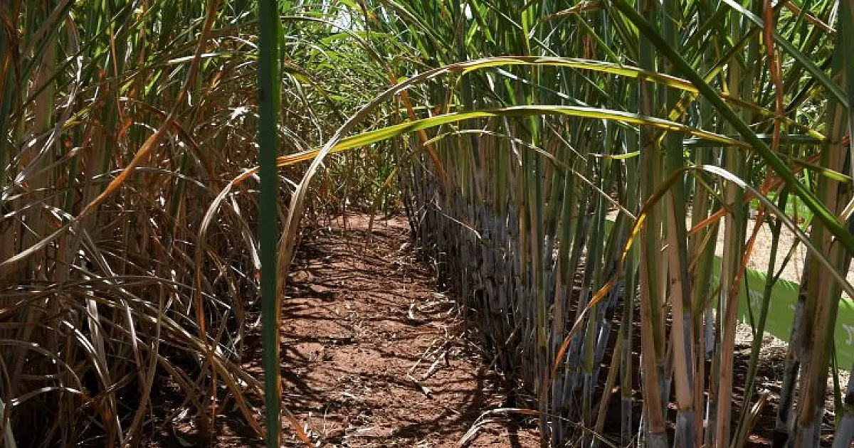 Usinas de etanol batem recorde de produção com apoio do Governo aos biocombustíveis
