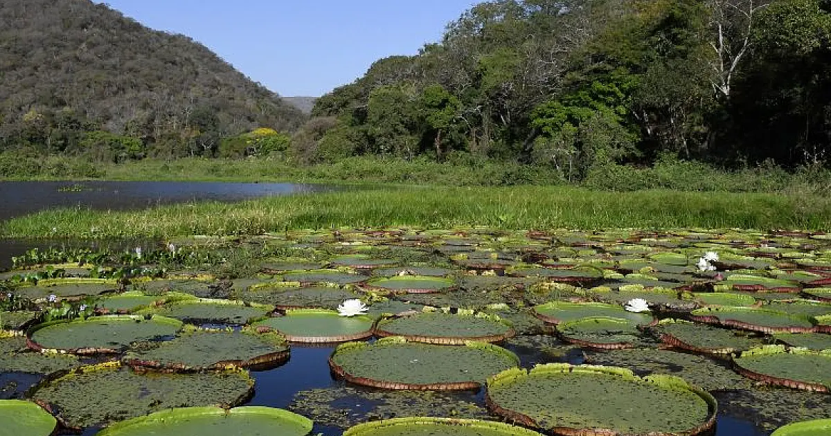 Congresso aprova Estatuto do Pantanal e projeto segue para sanção presidencial