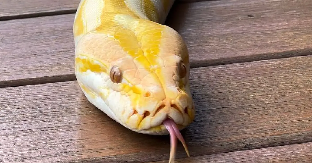 Píton albina que não pode retornar à natureza ganhará nova chance no Bioparque Pantanal