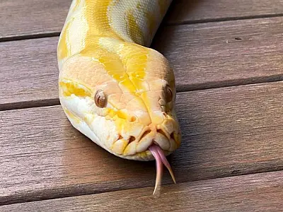 Píton albina que não pode retornar à natureza ganhará nova chance no Bioparque Pantanal