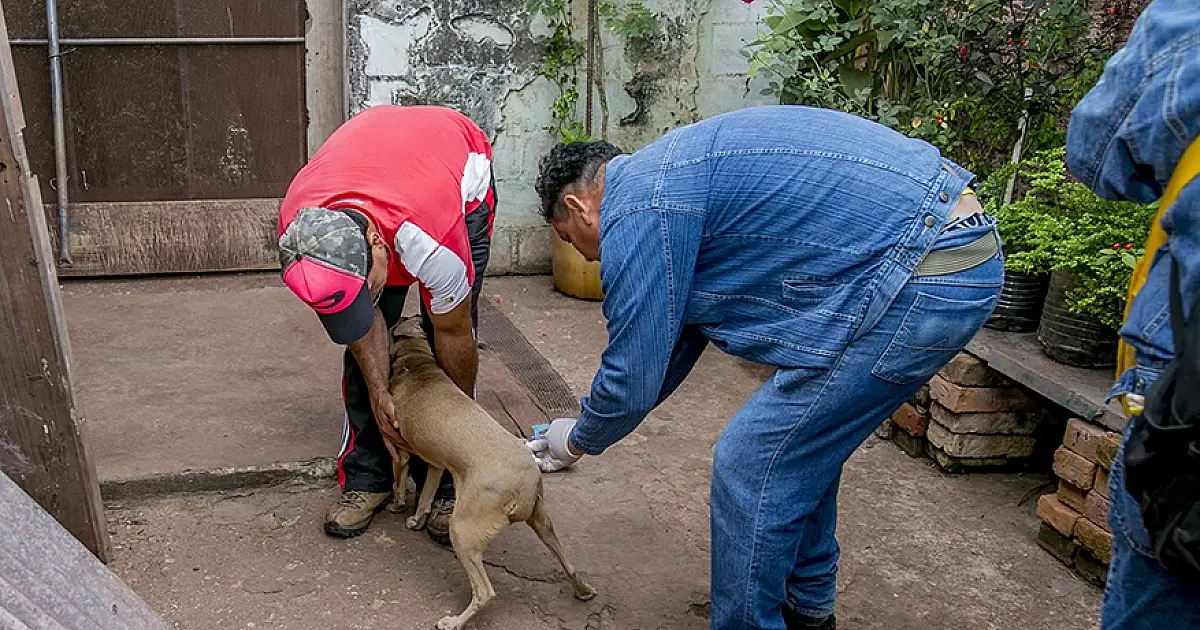 Governo cria "MS Vacina Pet" e destina R$ 1,9 milhão contra a raiva