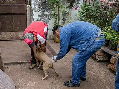 Governo cria "MS Vacina Pet" e destina R$ 1,9 milhão contra a raiva