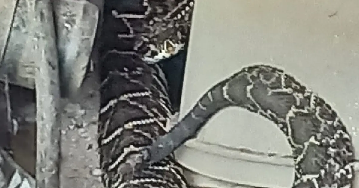 Captura de cobras e socorro à rapaz esfaqueado são destaques no plantão