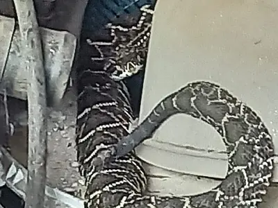 Captura de cobras e socorro à rapaz esfaqueado são destaques no plantão