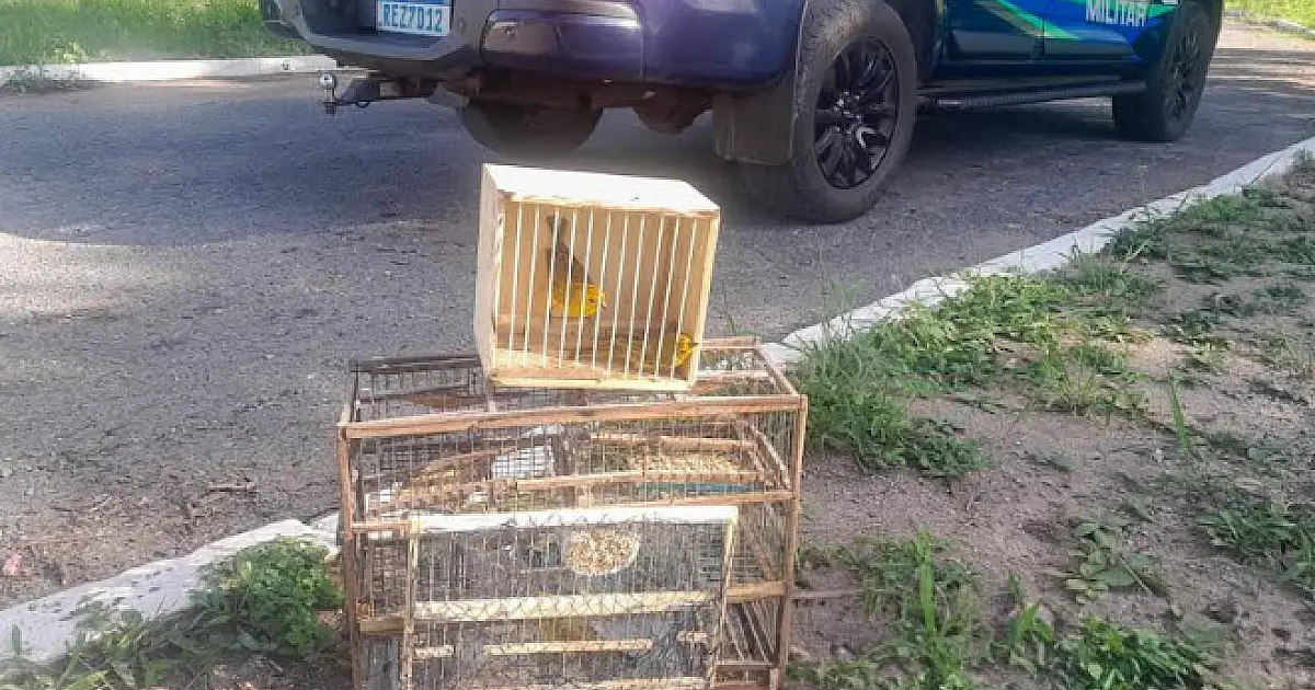 Homem é multado captura de canários em Corumbá