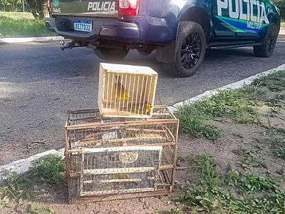 Homem é multado captura de canários em Corumbá