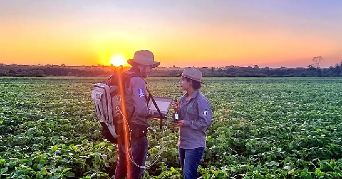 Florestas plantadas em MS contribuem para a meta de carbono neutro