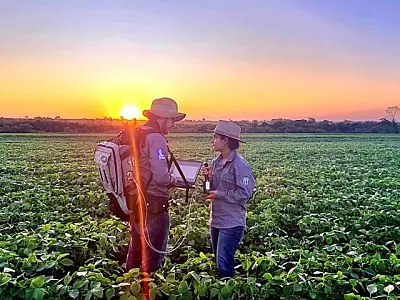 Florestas plantadas em MS contribuem para a meta de carbono neutro