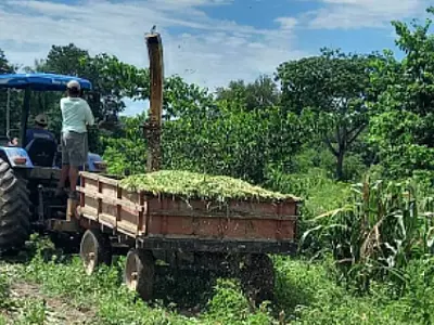 Agriculta familiar é atendida com produção de silagem de milho e capiaçu