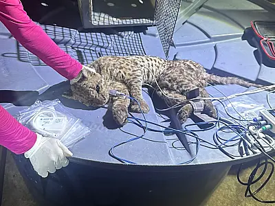 Captura de jaguatirica em depósito mobiliza operação integrada em Corumbá