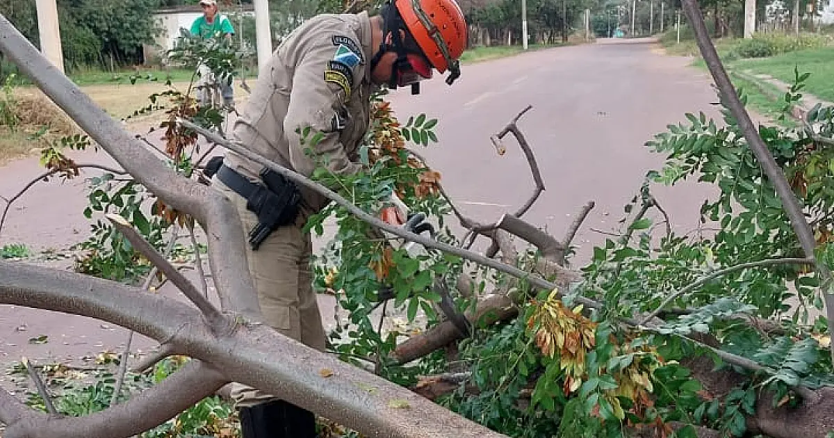 Queda de árvore e colisão no centro marcam plantão dos Bombeiros
