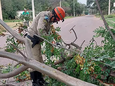 Queda de árvore e colisão no centro marcam plantão dos Bombeiros