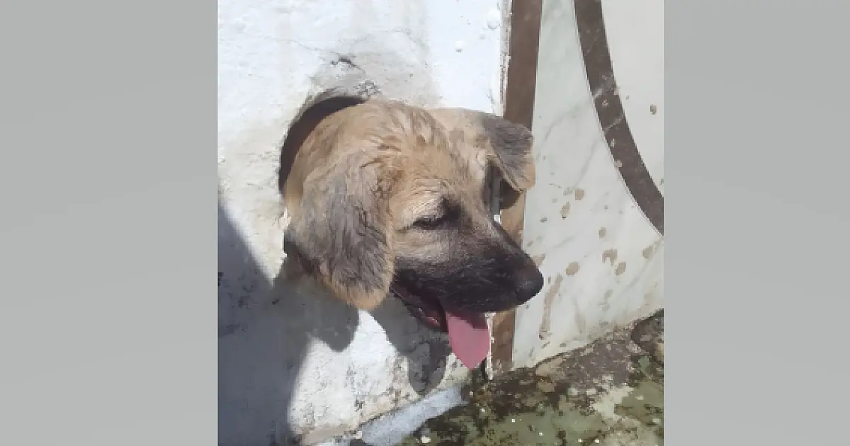 Cão fica preso no buraco da saída de água em casa no Guatós