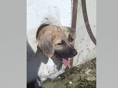 Cão fica preso no buraco da saída de água em casa no Guatós