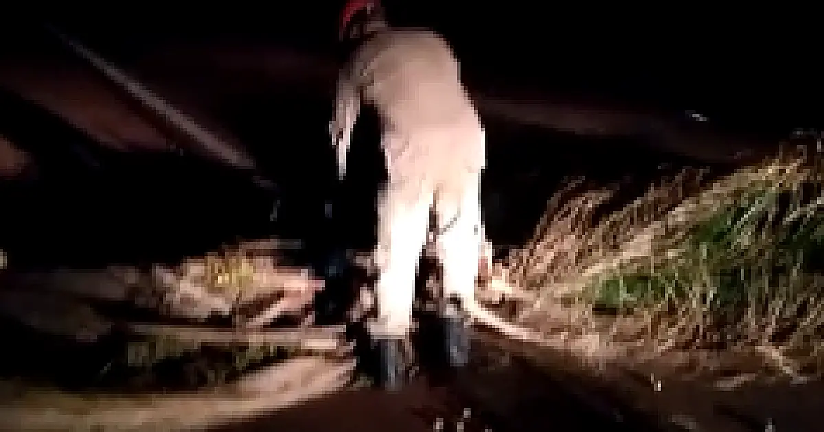 Queda de mais de 10 árvores bloquearam a rodovia BR 262
