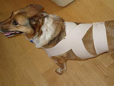 Saiba como acalmar os pets durante a queima de fogos do Ano Novo