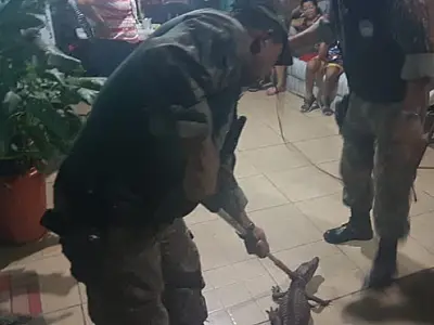 Filhote de jacaré é capturado em residência de Ladário