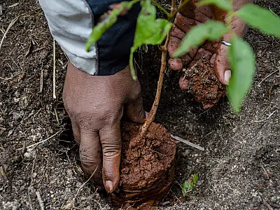 Cartilha aborda coleta de sementes e produção de mudas no Pantanal