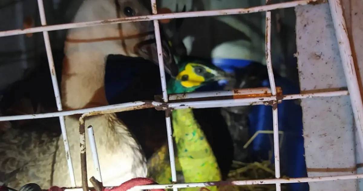 Exército apreende 30 aves exóticas trazidas do Paraná para Bolívia