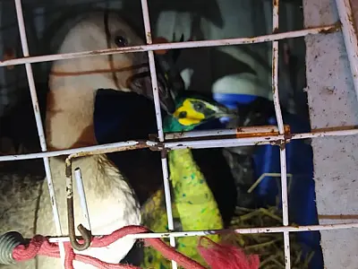 Exército apreende 30 aves exóticas trazidas do Paraná para Bolívia