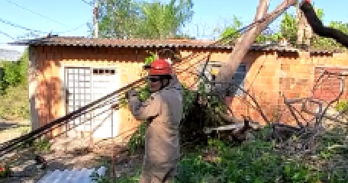 Árvore de grande porte cai sobre residência no bairro Vila Mamona