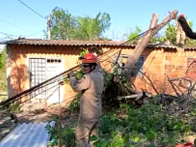 Árvore de grande porte cai sobre residência no bairro Vila Mamona