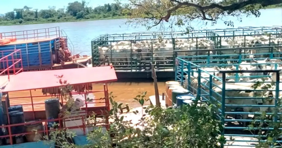 Transporte de animais pelo rio Paraguai enfrenta dificuldades