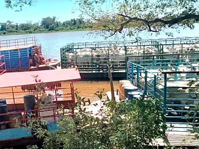Transporte de animais pelo rio Paraguai enfrenta dificuldades