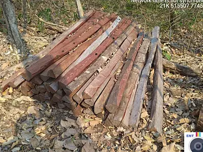 Mulher é multada por exploração ilegal de madeira