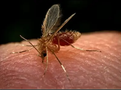 Óbito da menina de um ano é a terceira por leishmaniose em pouco mais de dois meses em Corumbá