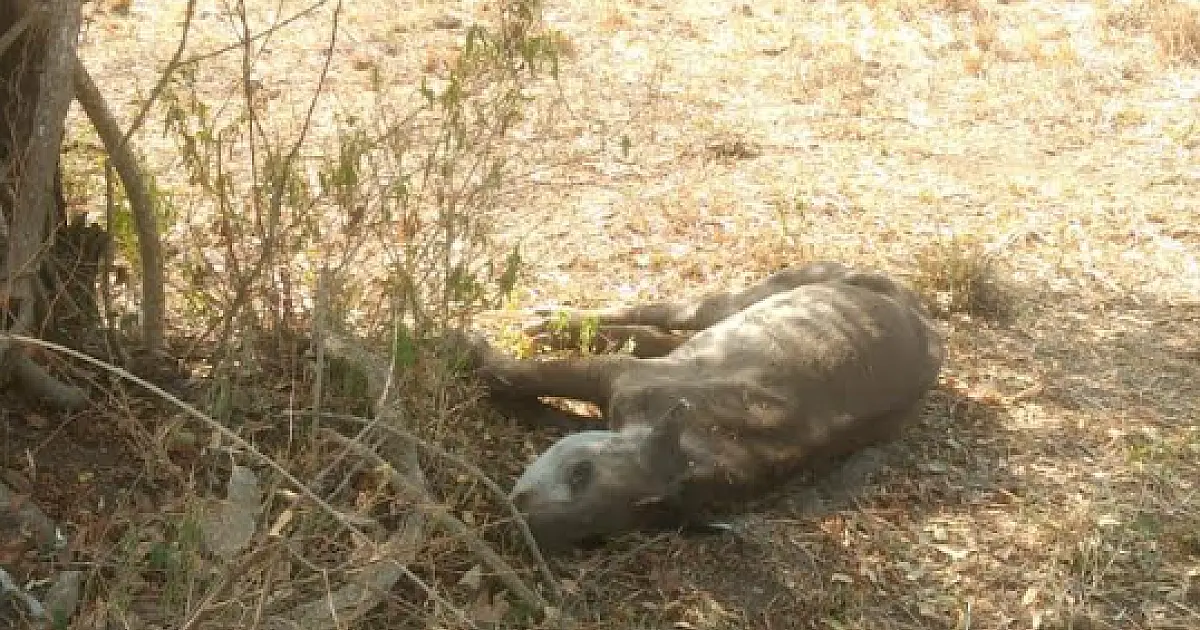 Anta ferida e debilidade é resgatada em fazenda no Pantanal