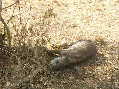 Anta ferida e debilidade é resgatada em fazenda no Pantanal