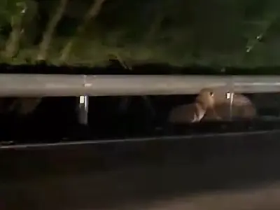 Casal de onças-pintadas é visto se escondendo dos veículos entre Corumbá e Miranda