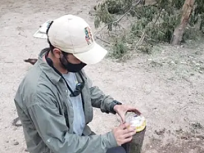 Programa reduz ataques de onças a bovinos no Pantanal