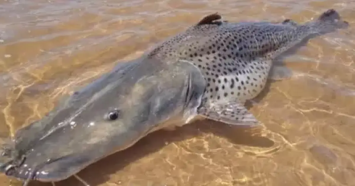 Proibição da pesca do pintado é adiada para 5 de dezembro