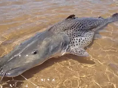 Proibição da pesca do pintado é adiada para 5 de dezembro
